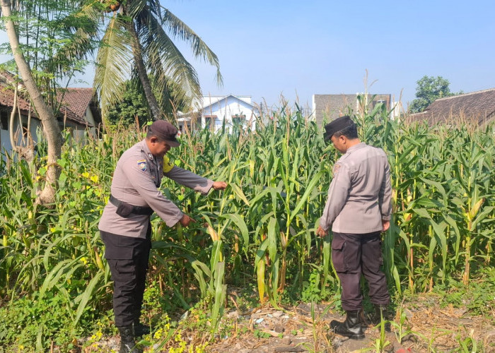Penggerak Ketahanan Pangan, Polsek Jatiroto Pastikan Tanaman Jagung Tumbuh Subur