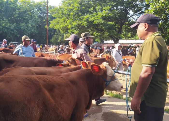 Gara-gara Wabah PMK, Harga Sapi Turun