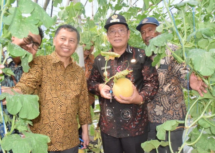 Diversifikasi Pangan, Buah Melon Jadi Salah Satu Unggulan Lamongan