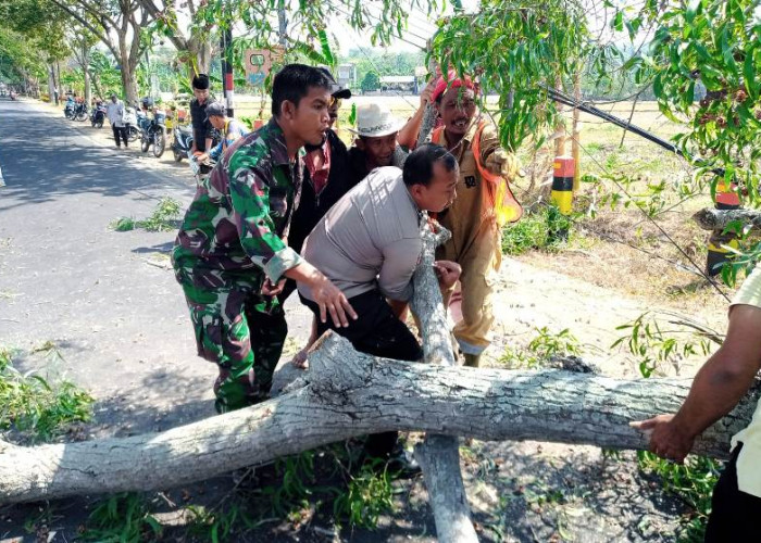 Timpa Pengendara Motor, Personel Polsek Socah dan Warga Evakuasi Pohon Tumbang