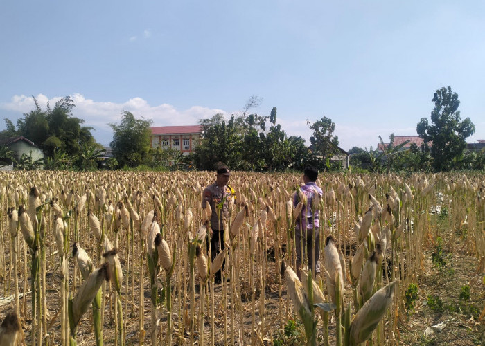 Menjaga Asa di Ladang Rakyat, Polsek Tarokan Kawal Swasembada Pangan dengan Pendekatan Humanis