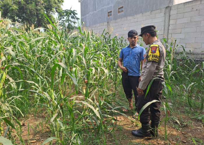 Perkuat Kemitraan, Polsek Pasrepan Dampingi Petani Jagung di Pohgading