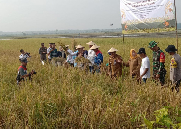 Panen Raya Padi Organik di Sambiroto, Sinergi Tiga Pilar Dukung Program Asta Cita