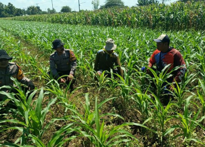 Polresta Sidoarjo Pantau Tanaman Jagung di Balongbendo Dukung Swasembada Pangan