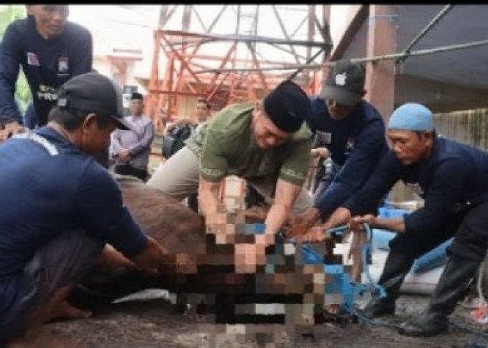 Polres Lamongan Sembelih 29 Hewan Kurban, Perkuat Kepedulian Sosial di Iduladha 1447 H