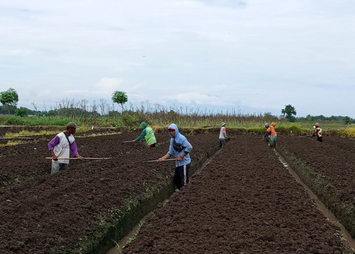 Minim Alat Pertanian, Gapoktan Asembakor Harap Bantuan Pemerintah