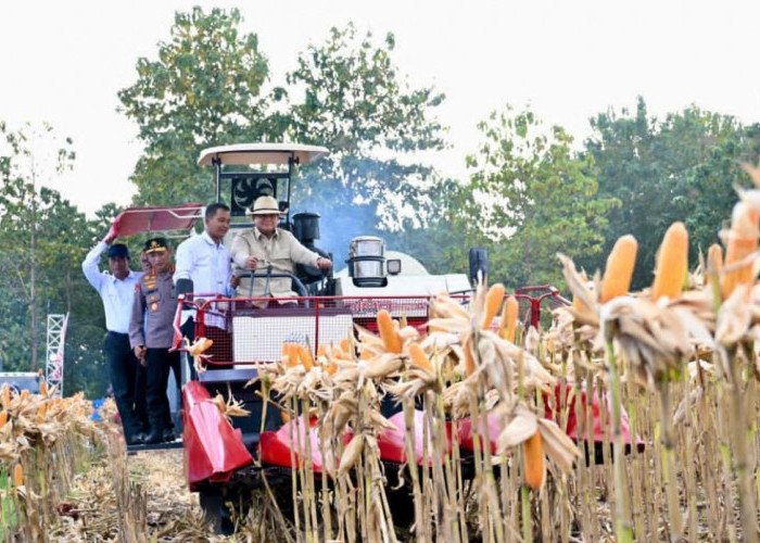 Perkuat Ketahanan Pangan Nasional, Presiden Prabowo Turun Langsung Panen Jagung di Tuban