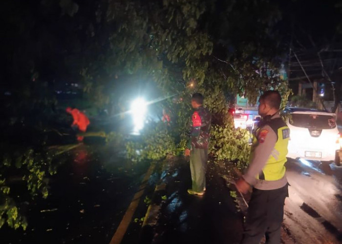Angin Puting Beliung Terjang Sukodadi Lamongan Akibatkan Pohon Tumbang dan Warung Rusak
