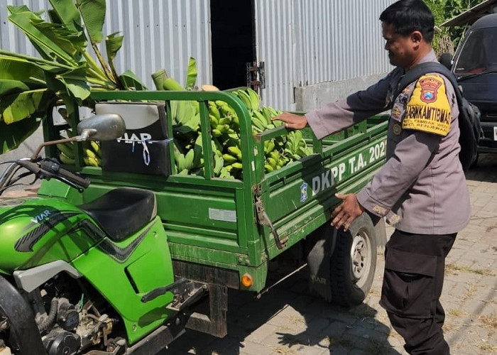  Polres Tanjung Perak Panen Pisang untuk Ketahanan Pangan, Sinergi Tumpang Sari di Tambakwedi