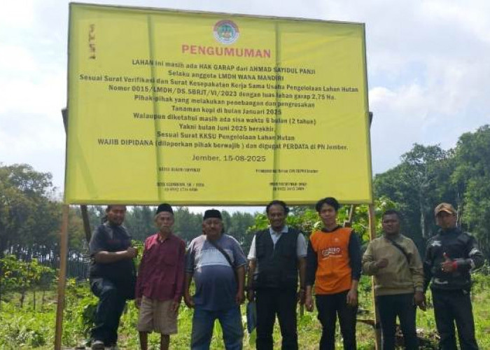 Kasus Penebangan Kopi di Petak 26 Sempolan Jember Berbuntut Panjang, KBKPH Angkat Bicara