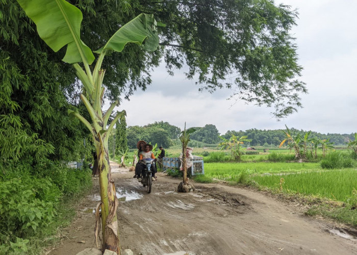 Protes Jalan Desa Rusak, Warga Ponorogo Tanam Pohon Pisang