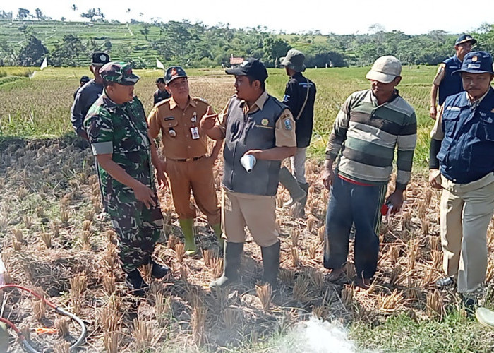 Pembasmian Hama Tikus di Desa Tanggung: Upaya Bersama untuk Menjaga Produktivitas Pertanian