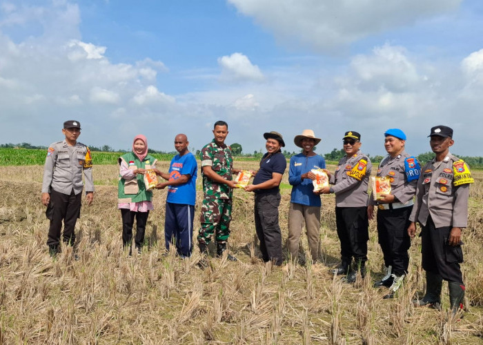 Polsek Malo Gandeng Lintas Sektor Tanam Jagung Bhayangkara, Dukung Ketahanan Pangan di Bojonegoro