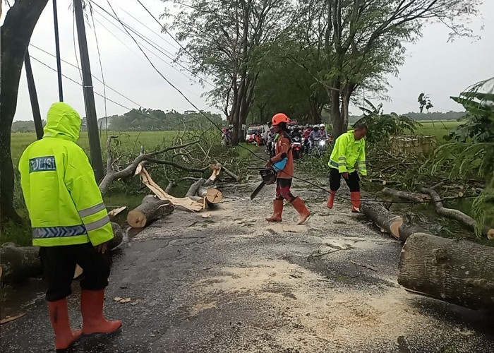 Polsek Geneng Sigap Evakuasi Pohon Tumbang, Arus Lalu Lintas di Ngawi Kembali Lancar