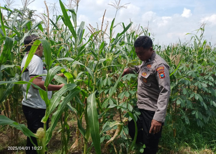 Wujudkan Swasembada Pangan, Polsek Tulangan Cek Tanaman Jagung di Desa Kemantren