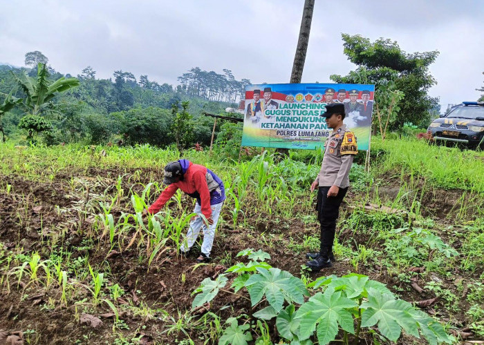 Polsek Senduro Pantau Langsung Pertumbuhan Jagung, Dukung Swasembada Pangan