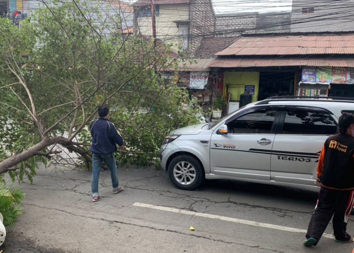 Pohon Tumbang Timpa Terios yang Melintas di Jalan Gubernur Suryo Gresik