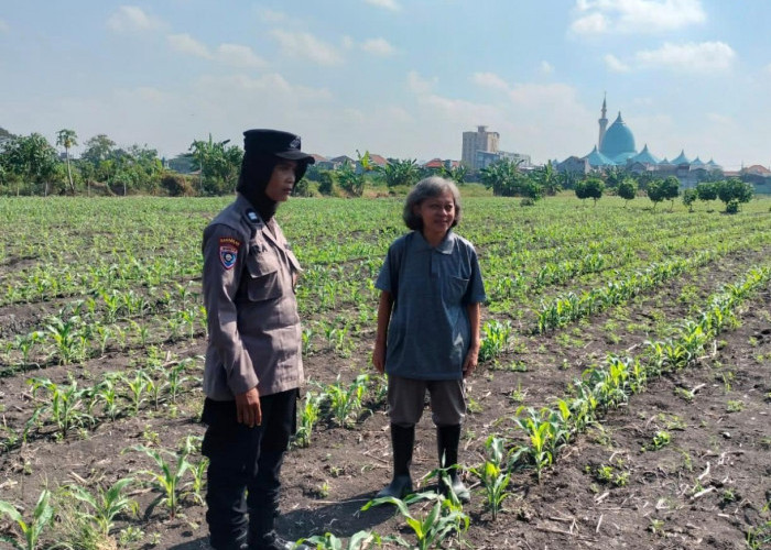 Program Ketahanan Pangan, Polsek Taman Cek Pertumbuhan Jagung di Lahan Lingkar Mas