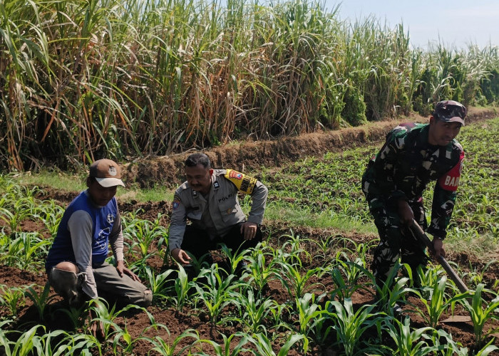 Jelang Panen Agustus, Bhabinkamtibmas Dermo Pantau Jagung Milik Warga