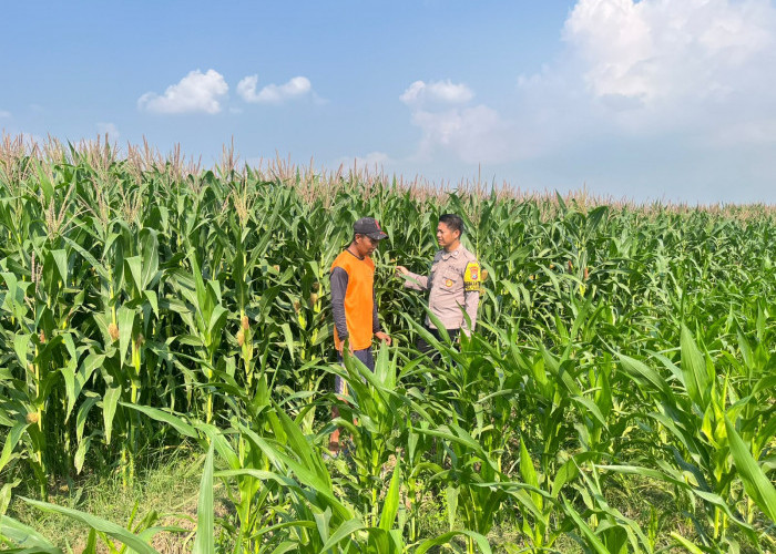 Polri dan Petani Bersinergi, Bhabinkamtibmas Sumberejo Kawal Jagung Panen Melimpah