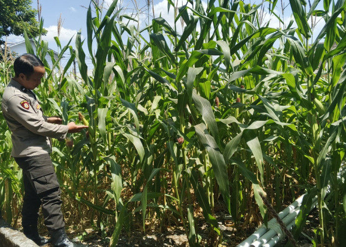 Kapolsek dan Bhabinkamtibmas Jatiroto Dampingi Petani Lumajang Dukung Ketahanan Pangan Nasional