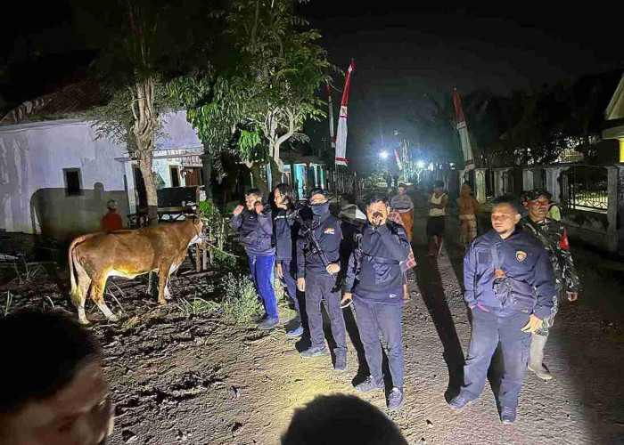 Sapi Hamil Dicuri Ditemukan Polisi dan Warga Disembunyikan di Kebun Tebu