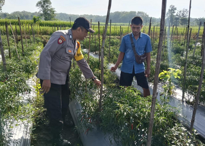 Bhabinkamtibmas Kasreman Pantau Pertumbuhan Cabai Warga, Dukung Ketahanan Pangan Berkelanjutan