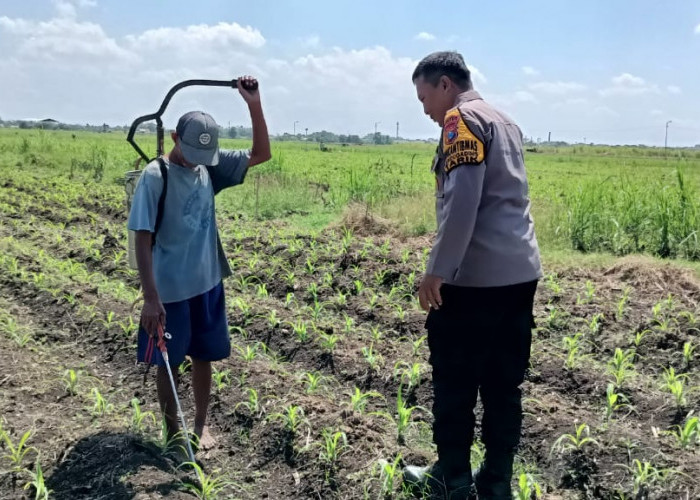 Polsek Tarik Dampingi Petani Masifkan Gerakan Ketahanan Pangan