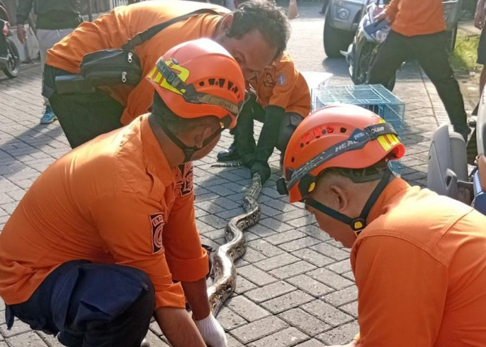 Geger! Ular Piton 4 Meter Satroni Kebraon Indah Permai Usai Santap Ayam Jago