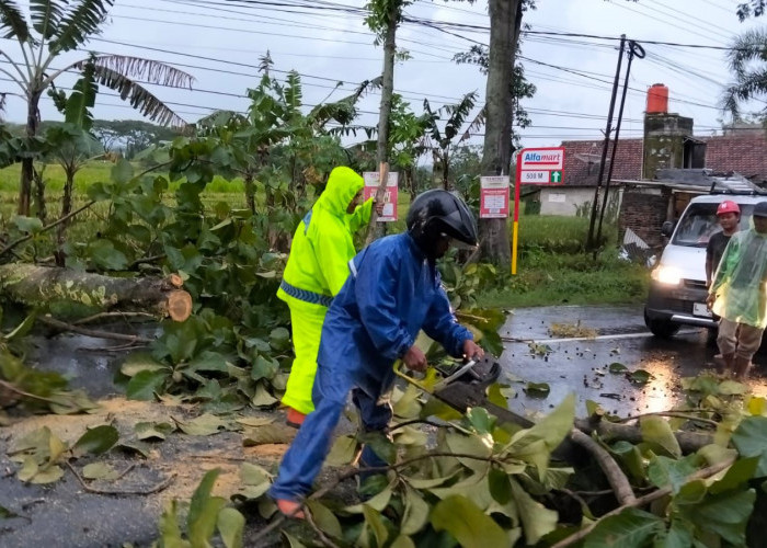 Hujan Disertai Angin Kencang Sebabkan Pohon Tumbang di Ngawi, Polisi Bersama Warga Lakukan Evakuasi