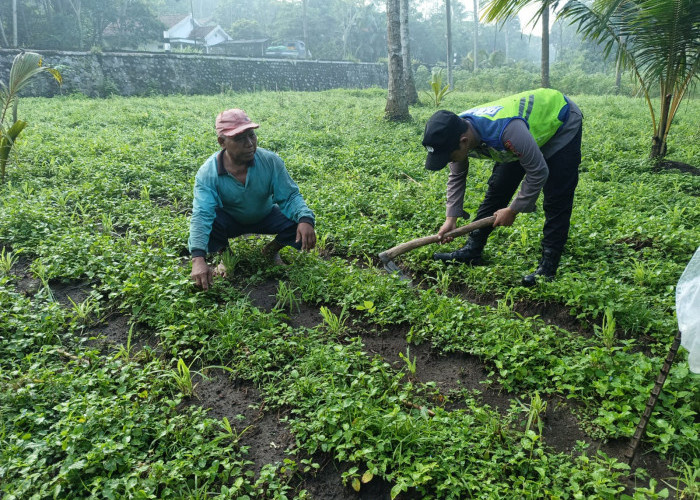 Polsek Ranuyoso Kawal Ketahanan Pangan, Cek Langsung Petani Jagung di Desa Wonoayu