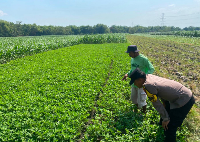 Bhabinkamtibmas Karangjati Monitoring Kacang Tanah, Dukung Ketahanan Pangan Warga