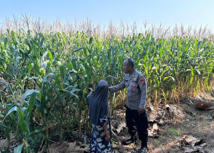 Bhabinkamtibmas Polsek Prambon Pantau Pertumbuhan Jagung, Sukseskan Ketahanan Pangan