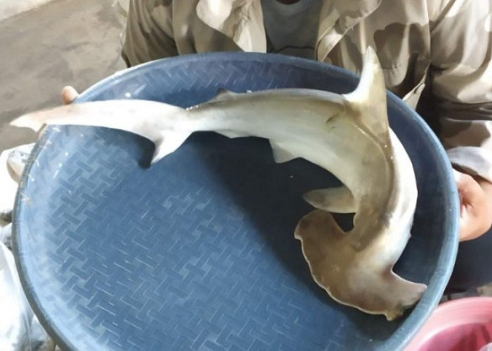 Perdagangan Hiu di Bawean Gresik Disorot ABI, Pemerintah Diminta Tingkatkan Sosialisasi