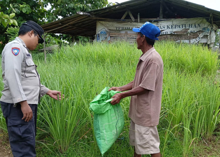 Bhabinkamtibmas Wedoro Waru Tinjau Lahan Ketahanan Pangan Sawah Padi, Imbau Perawatan Intensif ke Petani