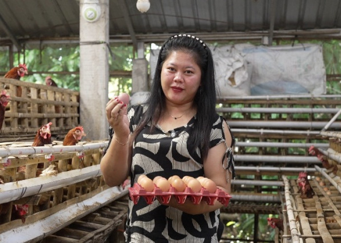 Program MBG Dorong Ekonomi Mikro Peternak Telur Rumahan di Klaten