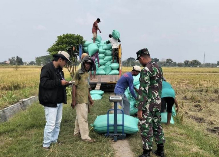 BULOG Jatim Serap 858 Ribu Ton Gabah Sepanjang 2025, Harga Petani Tetap Stabil