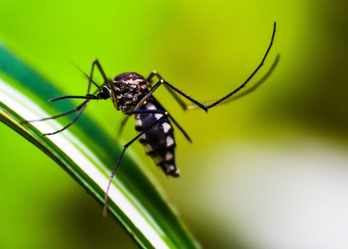 Inilah 7 Tanaman Pengusir Nyamuk yang Aman Digunakan