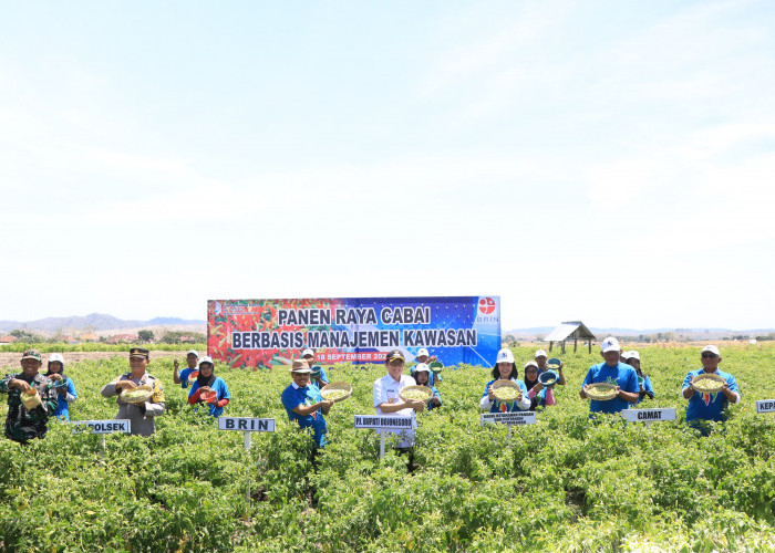 PJ Bupati Bojonegoro Panen Raya Cabai Berbasis Manajemen Kawasan di Gondang