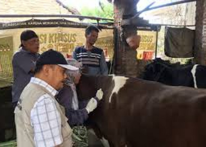 Disnak Jombang Vaksinasi Massal, Siapkan 18 Ribu Dosis Vaksin PMK