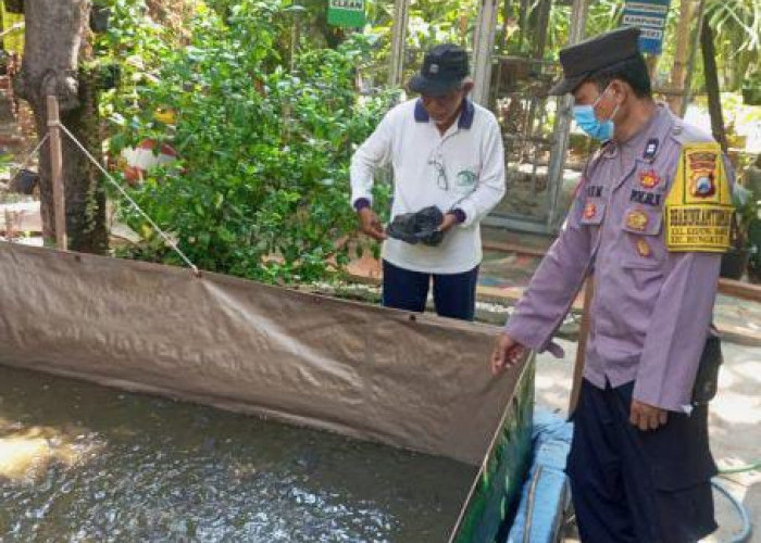 Bhabinkamtibmas Polsek Rungkut Sukses Kembangkan Budidaya Lele, Dukung Ketahanan Pangan