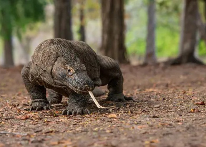 Unik! Inilah 5 Fakta Menarik Tentang Hewan Endemik Indonesia yang Tidak Ada di Negara Lain