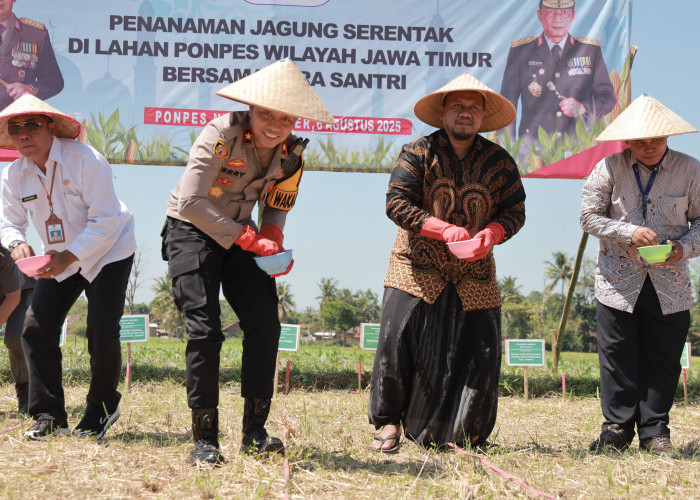 Dukung Ketahanan Pangan, Polres Jember Gaet Ponpes Tanam Jagung 12 Hektare