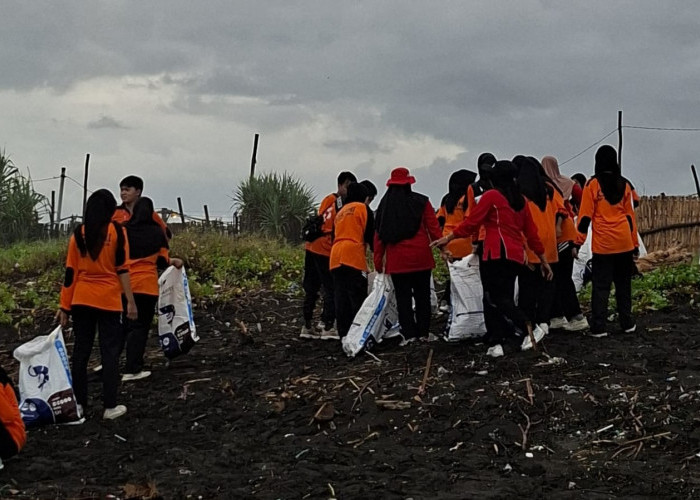 Jaga Kelestarian Pesisir Laut Selatan, KSR PMI Unmuh Jember dan Relawan SIBAT Kepanjen Bersihkan Pansela