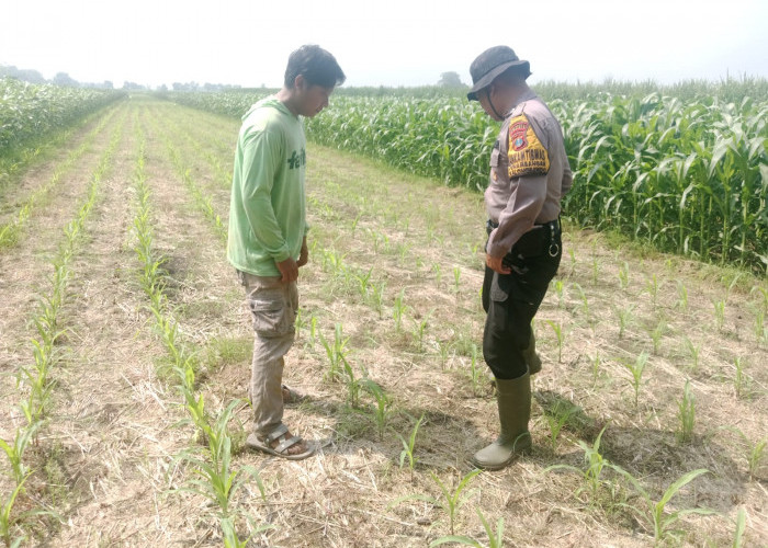 Sukseskan Asta Cita Presiden, Polresta Sidoarjo Aktif Turunkan Anggota Pantau Lahan Jagung