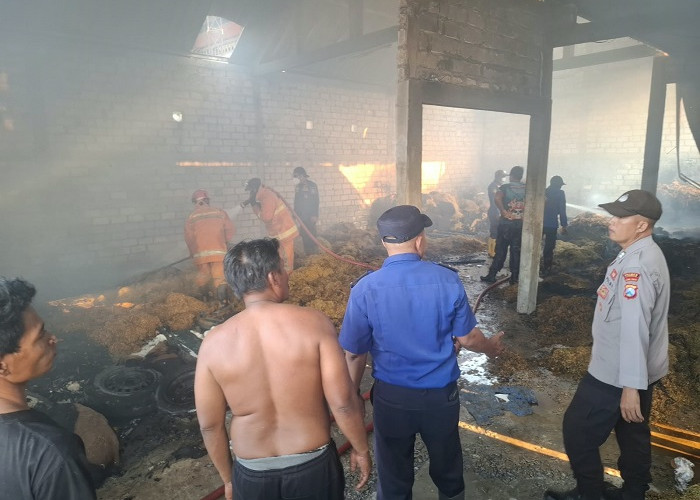 Dua Kebakaran di Lamongan Hanguskan Gudang Tembakau dan Kandang, Kerugian Tembus Rp285 Juta