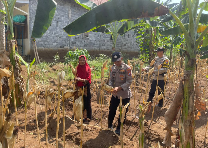 Kawal Asta Cita, Bhabinkamtibmas Polsek Padang Cek Tanaman Jagung Warga Lumajang