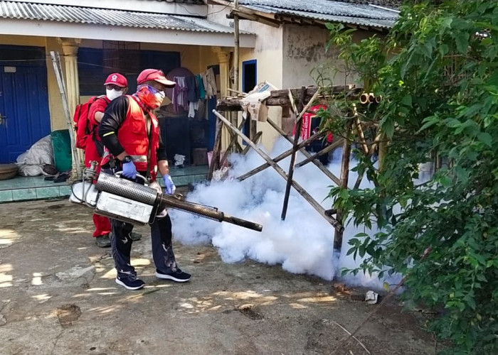 Relawan PMI Jember dan Warga Selodakon Kompak Berantas Sarang Nyamuk, Bahu-Membahu Lindungi Warga