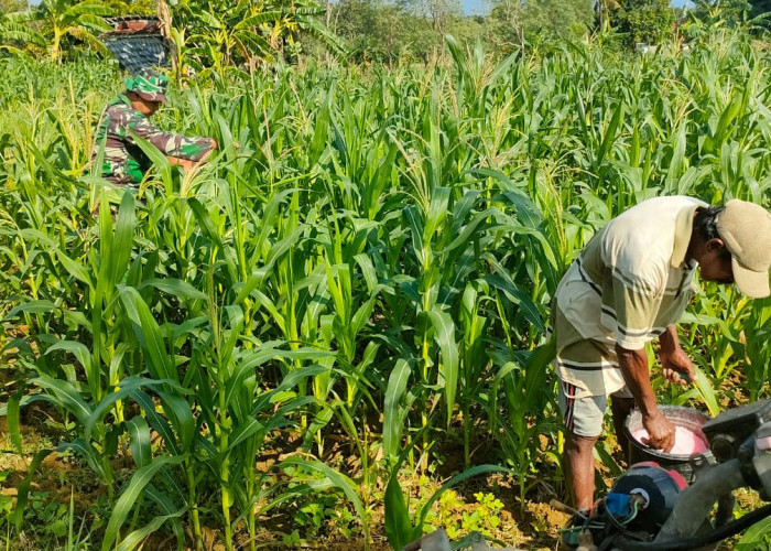 Satgas TMMD ke 121 Kodim 0827/Sumenep Bantu Warga Bersihkan Gulma pada Tanaman Jagung