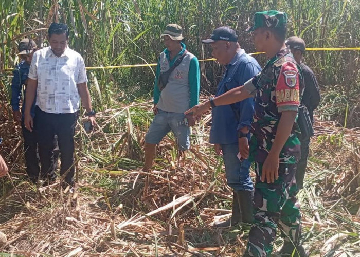 Tengkorak Misterius Gegerkan Warga Ajung, Tim Inafis Polres Jember Sisir Sisa Kerangka di Kebun Tebu